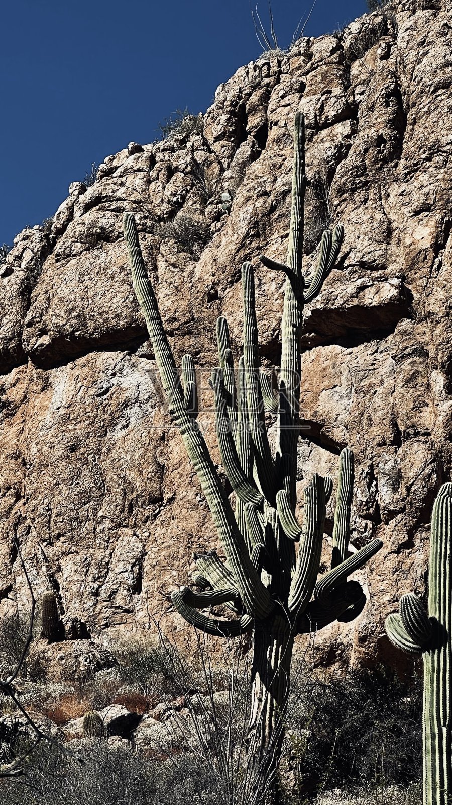 多臂巨树顶岩崖照片摄影图片