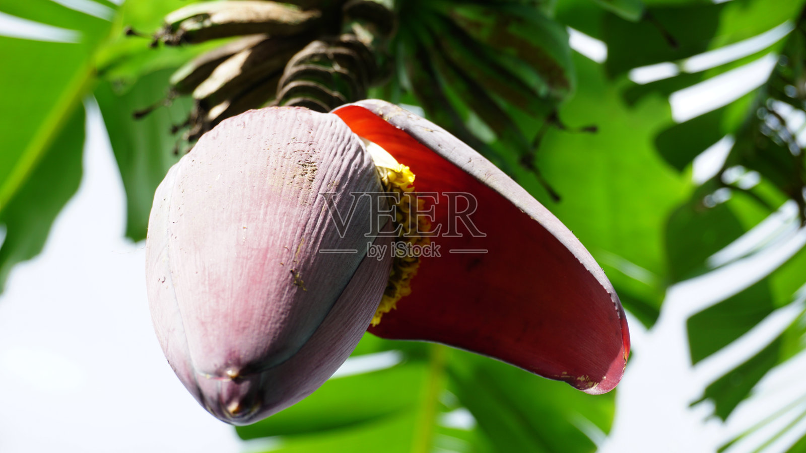 香蕉花照片摄影图片