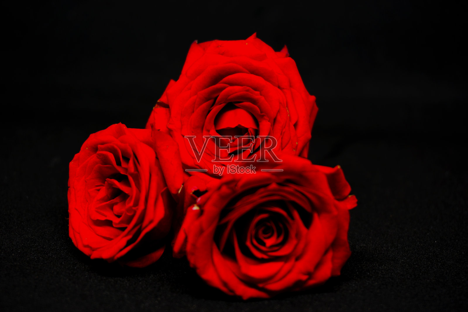 红玫瑰在黑色的背景，近距离的观点照片摄影图片