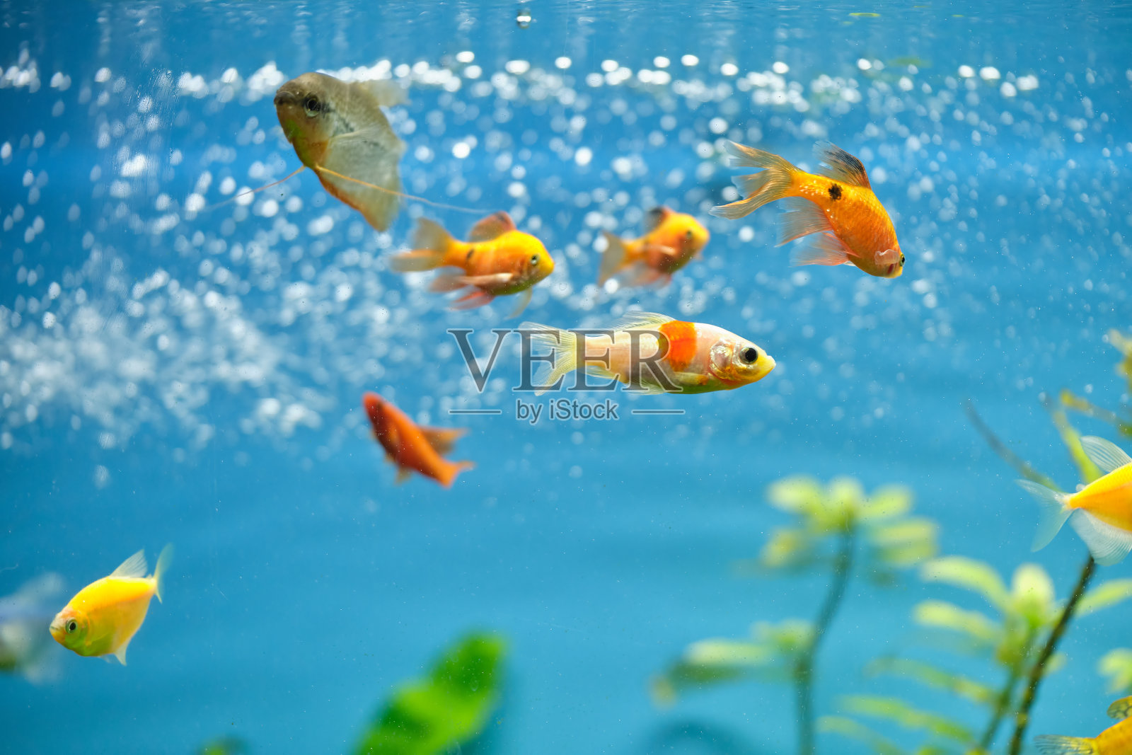 五颜六色的异国情调的鱼游泳在深蓝色的水水族馆与绿色的热带植物照片摄影图片