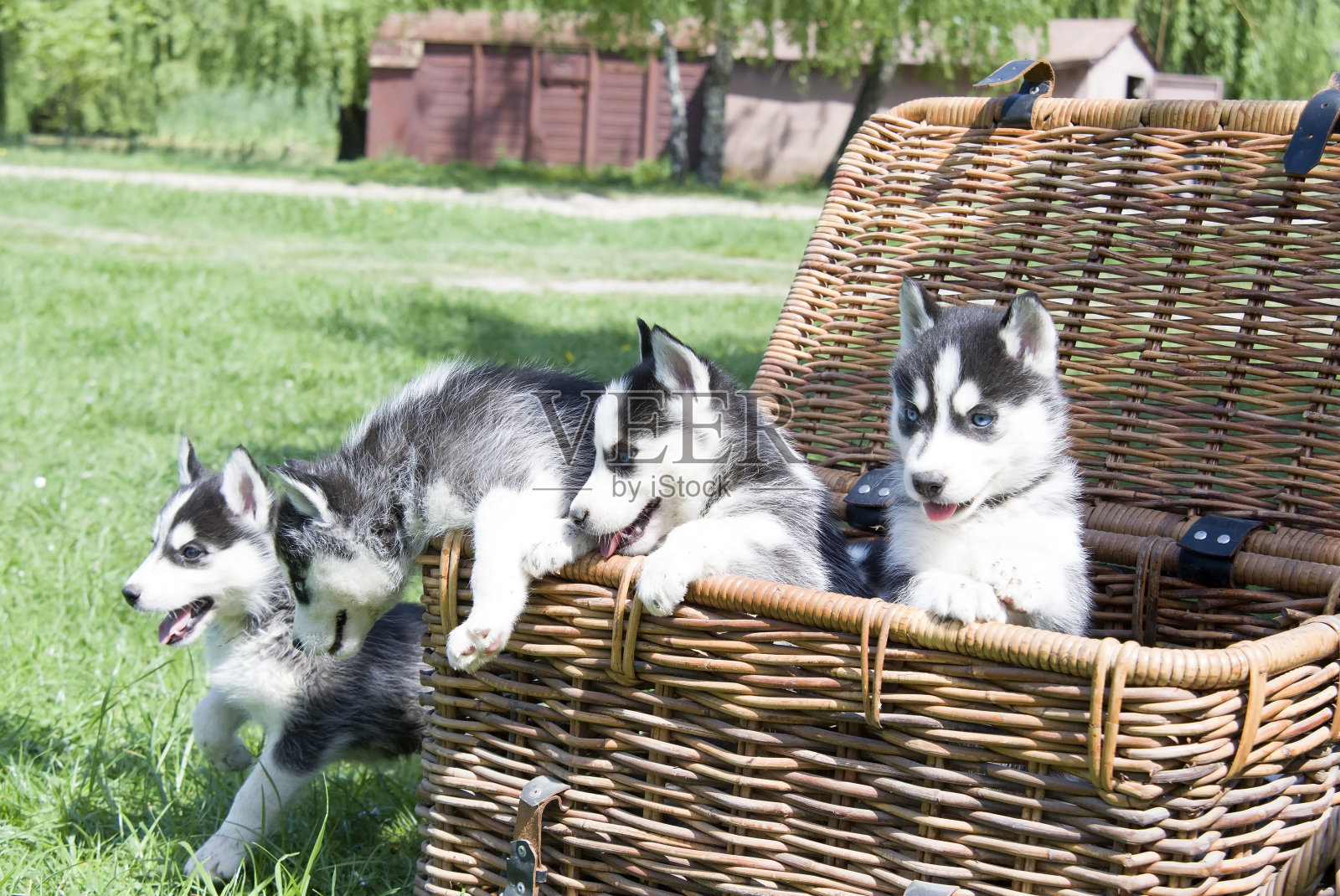 沙哑的照片摄影图片
