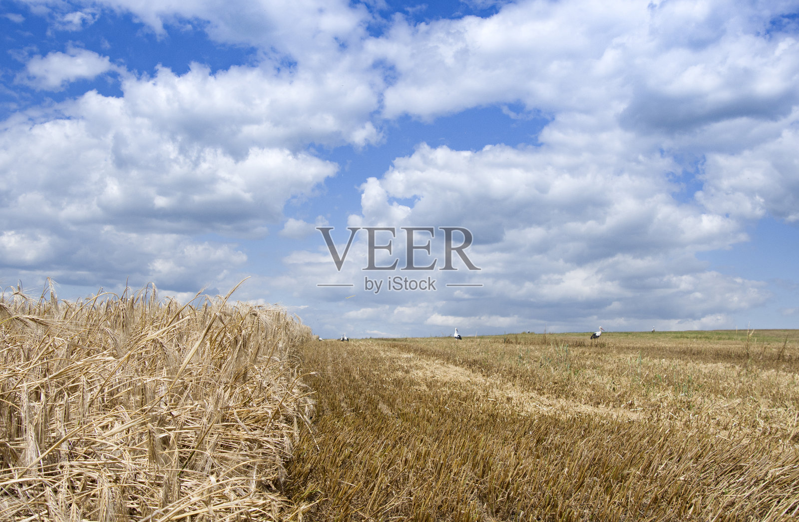 麦田照片摄影图片