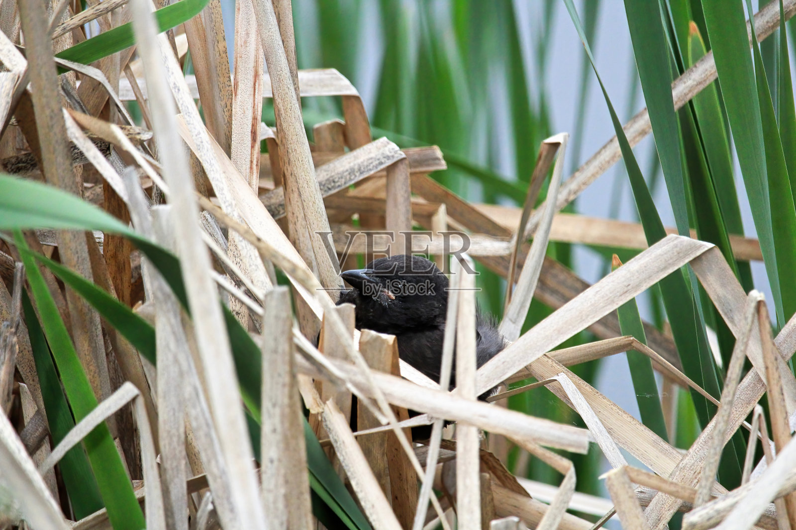 一只小小的红翼画眉躲在干枯的芦苇里照片摄影图片