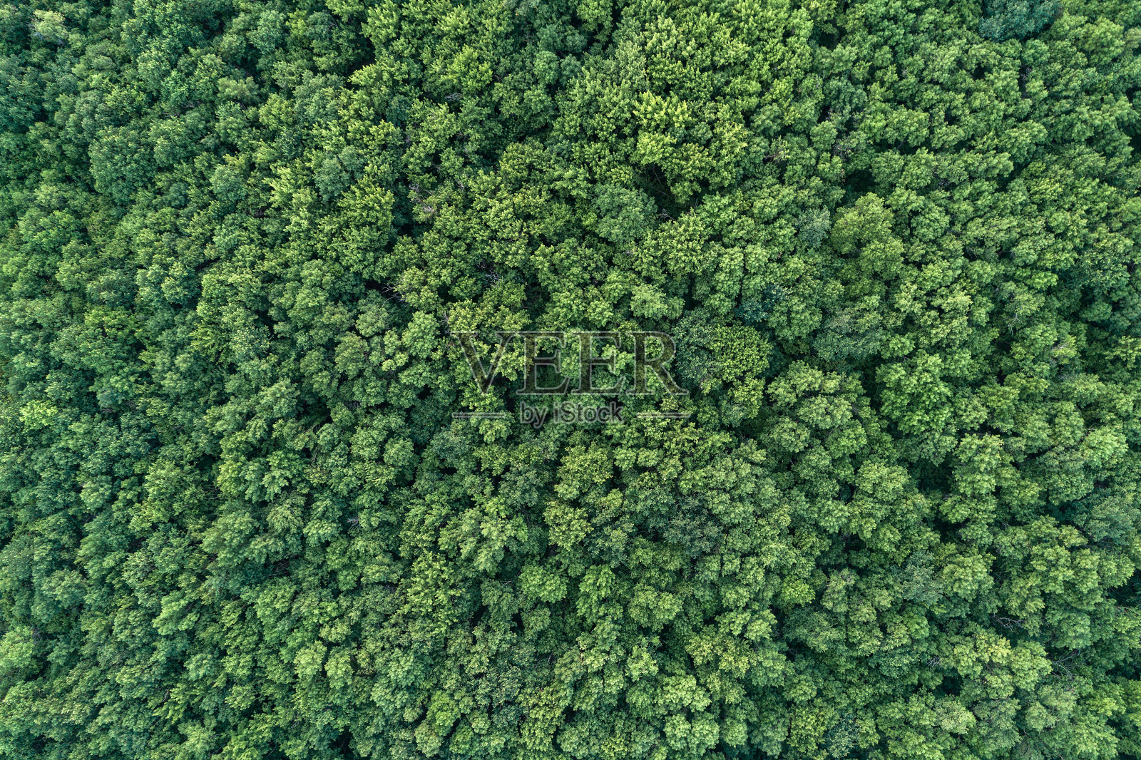 绿色夏日森林鸟瞰图аrom上面。使用直升机拍摄的照片。俯视图照片摄影图片