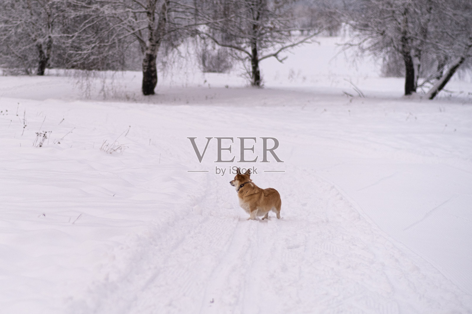 雪地里的狗。俄罗斯的冬天照片摄影图片