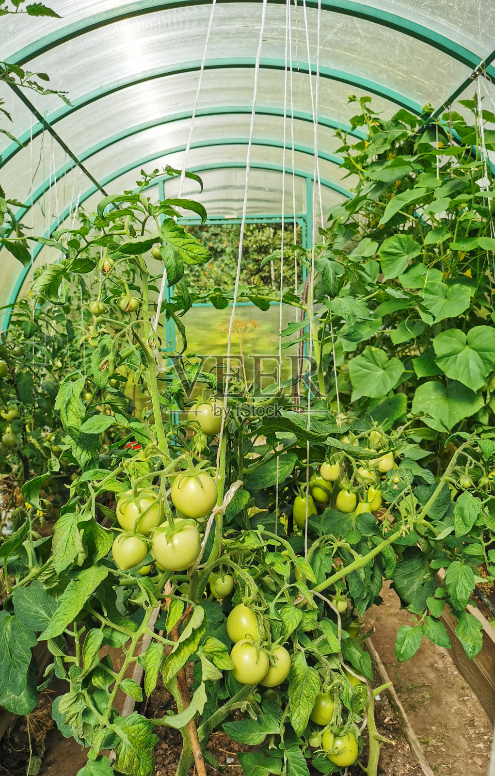 西红柿(lat。番茄茄(Solanum lycopersicum)，生长在温室里。照片摄影图片