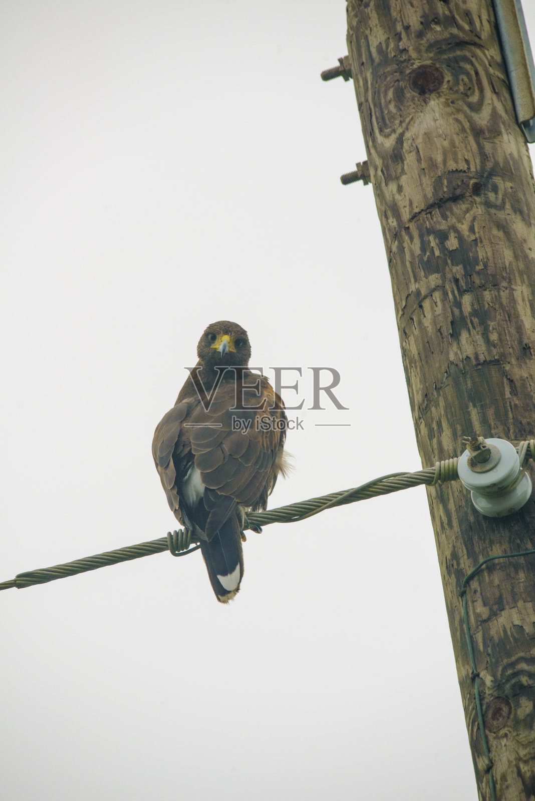 哈里斯鹰照片摄影图片