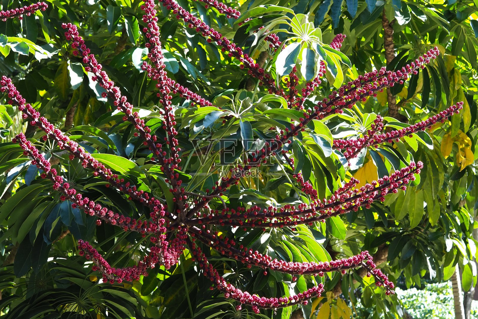 公园里的放线菌舍弗勒拉照片摄影图片