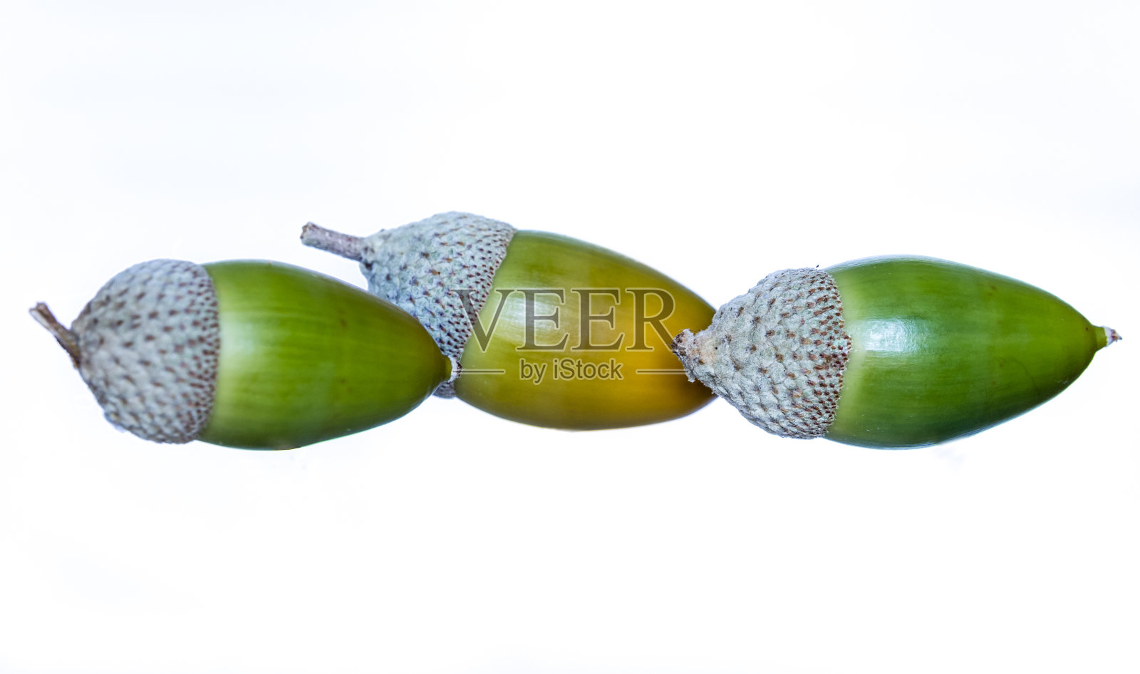 马德里省圣栎的橡子照片摄影图片