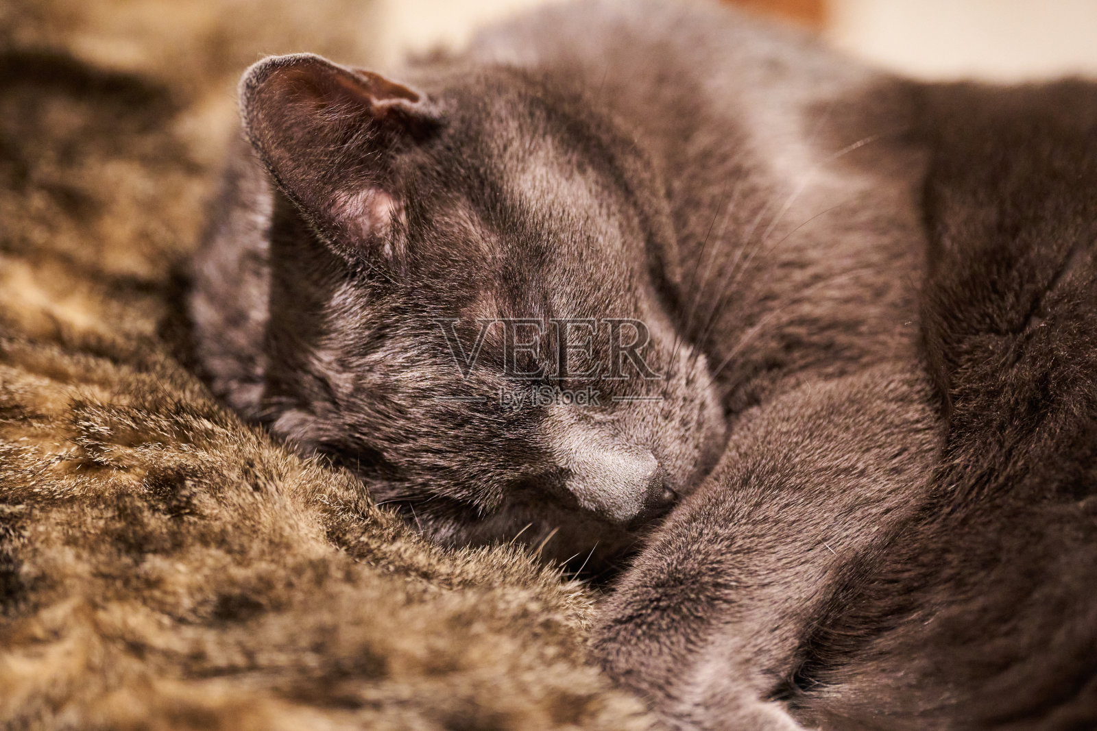 家庭睡在垫子上照片摄影图片