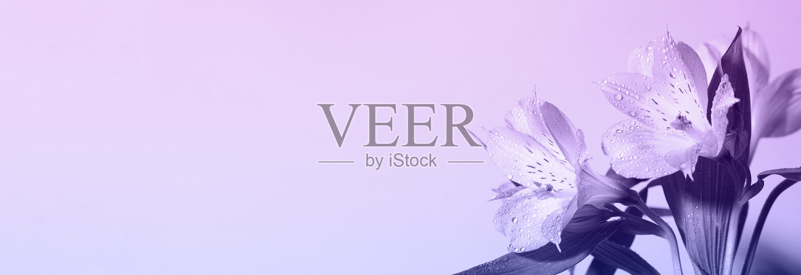 清新美丽的花朵色调在时尚非常佩里。今年的颜色。植物背景，最小的自然背景。节日卡片。横幅。本空间照片摄影图片