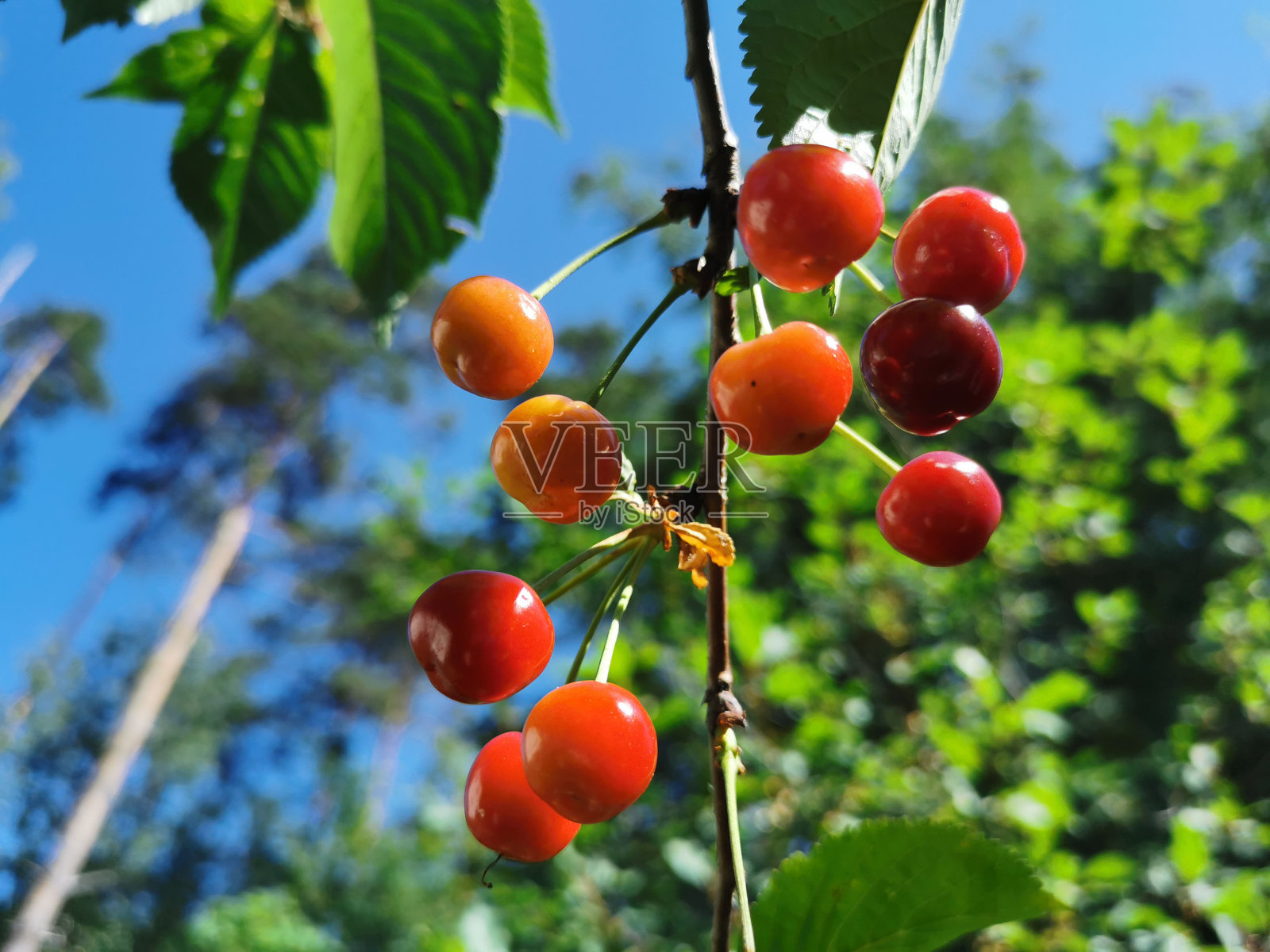 一棵樱桃树，开始唱歌，生长在一棵树上，背景是万里无云的蓝天。照片摄影图片