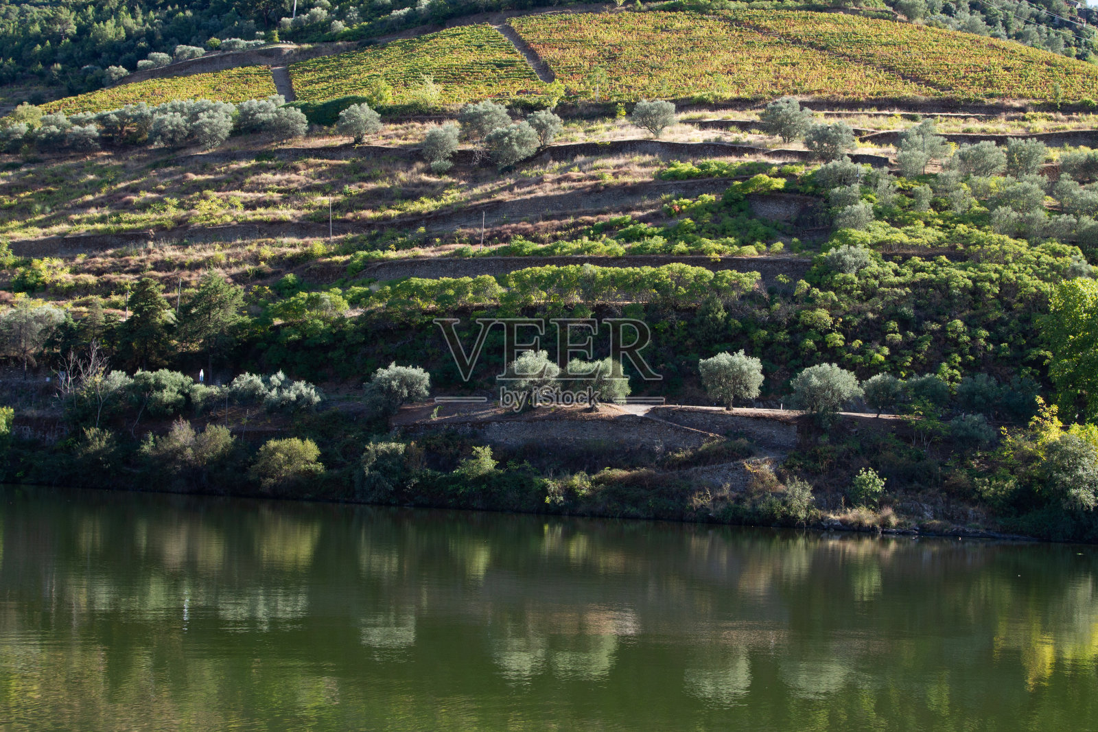 杜罗河谷葡萄园 葡萄牙照片摄影图片