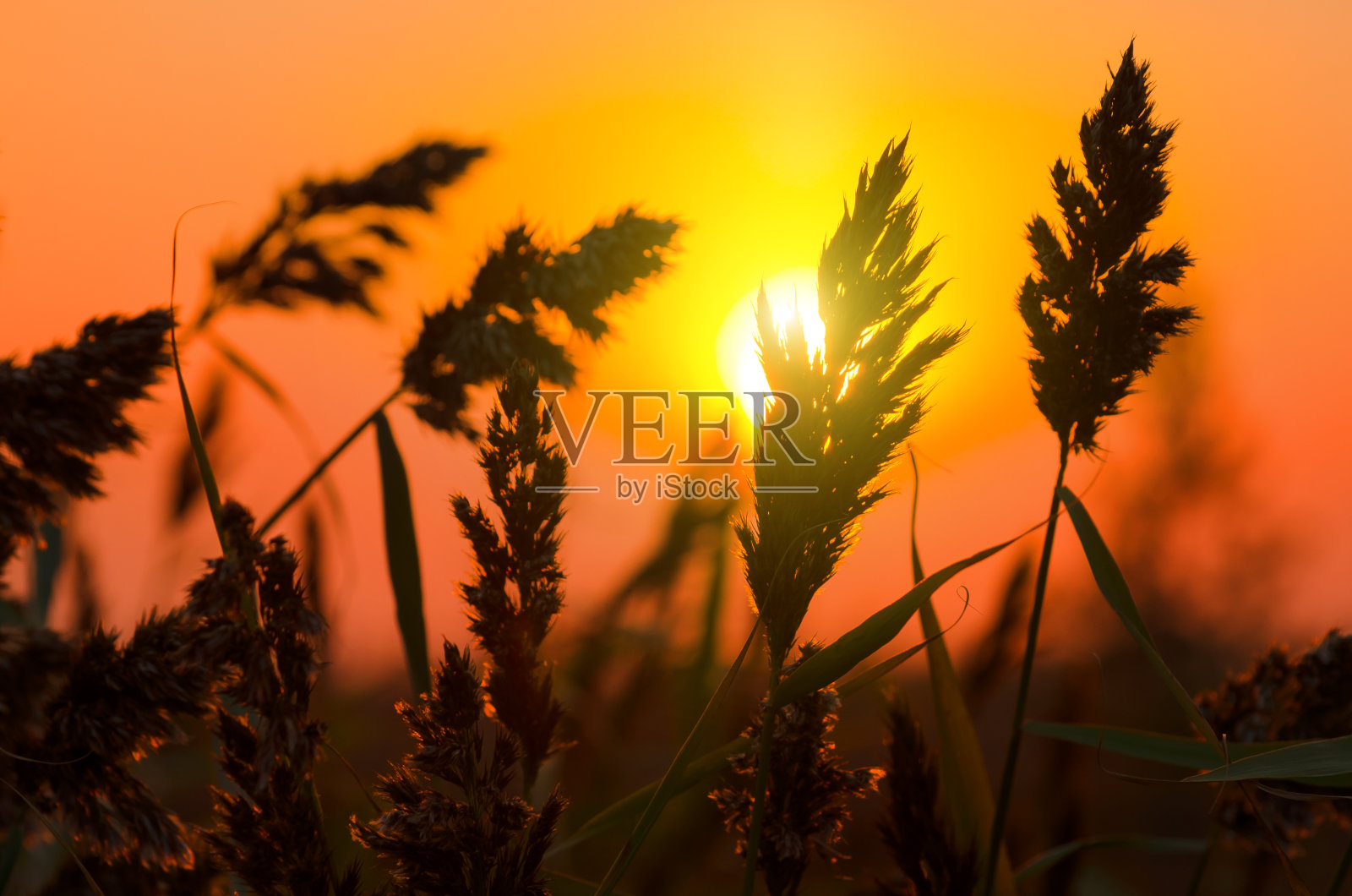 芦苇在秋天的早晨照片摄影图片