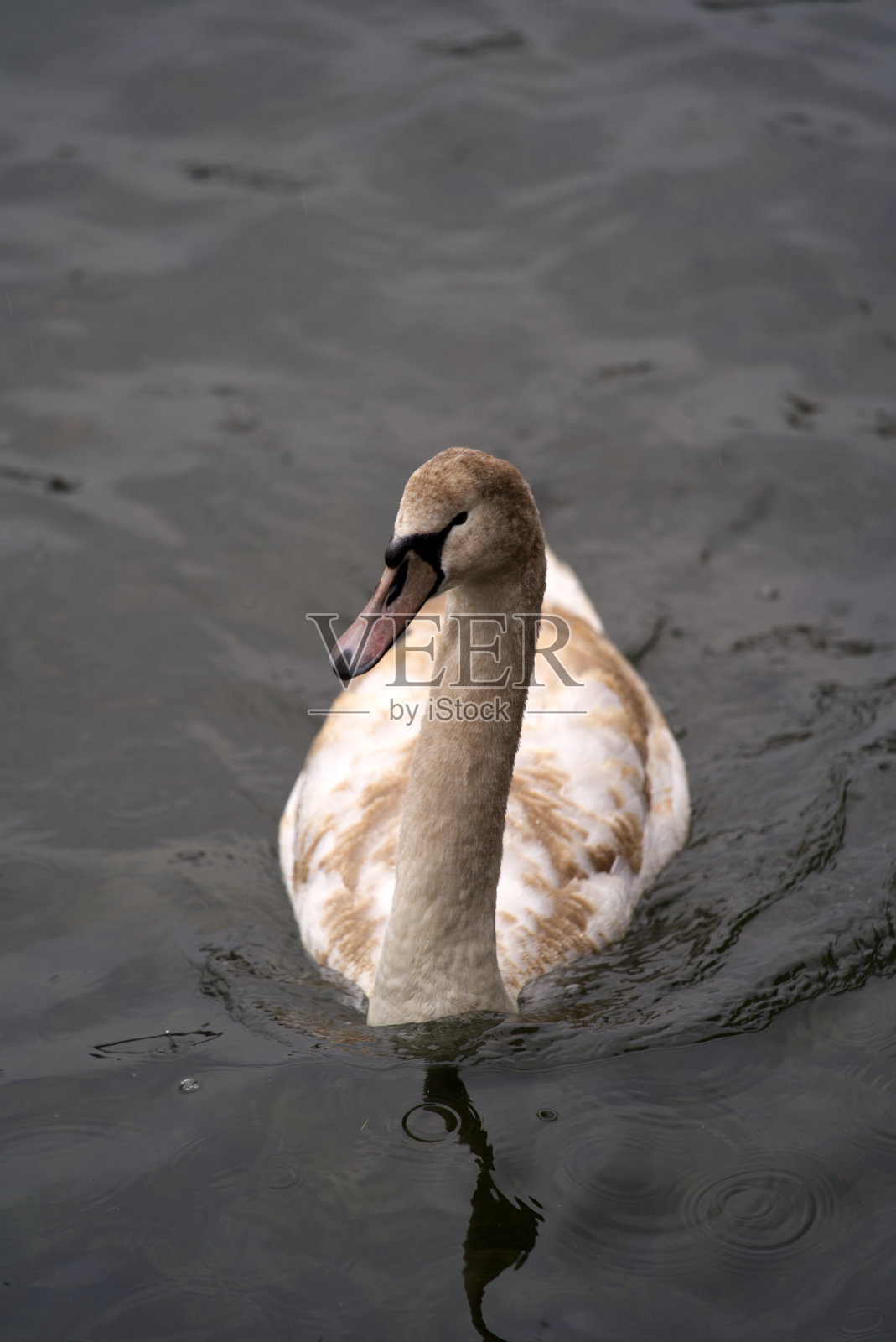年轻的棕色和白色的天鹅在湖里游泳Zürich在一个阴雨多云的冬天。照片摄影图片