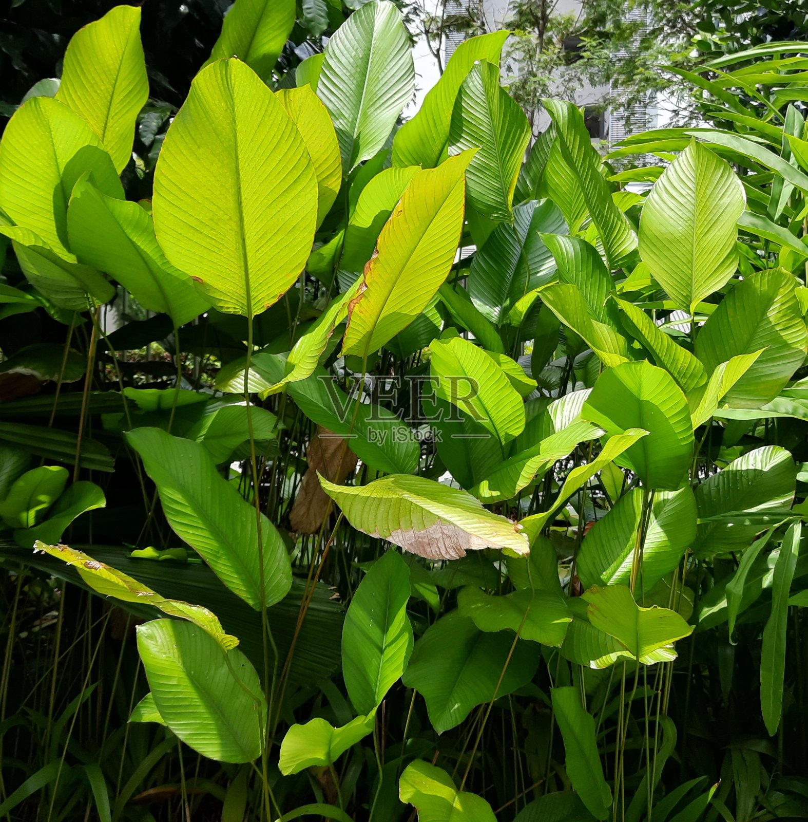 ornamemtal植物照片摄影图片