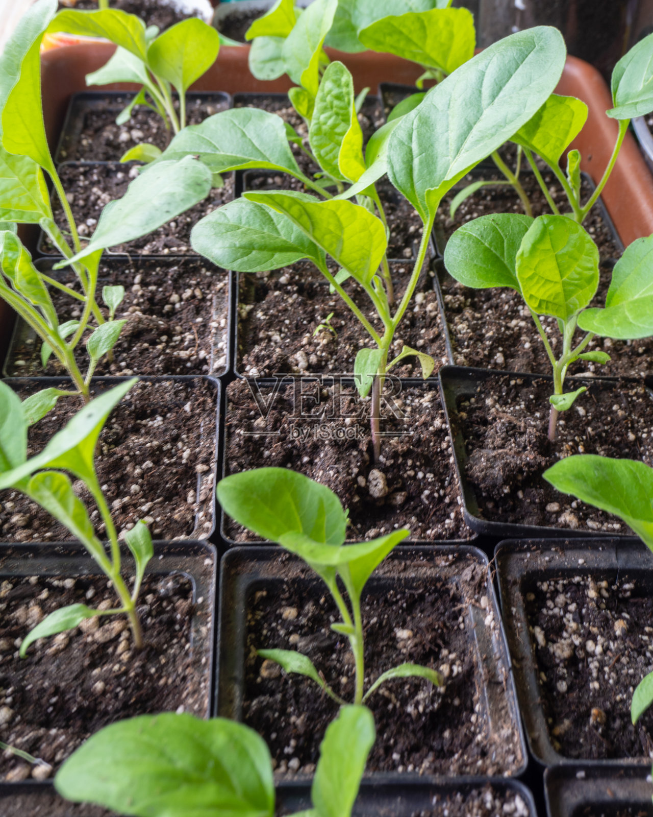 茄子幼苗装在特制的塑料杯里。在温室里种植茄子幼苗是一种选择性的复制空间的重点。种植茄子苗木照片摄影图片