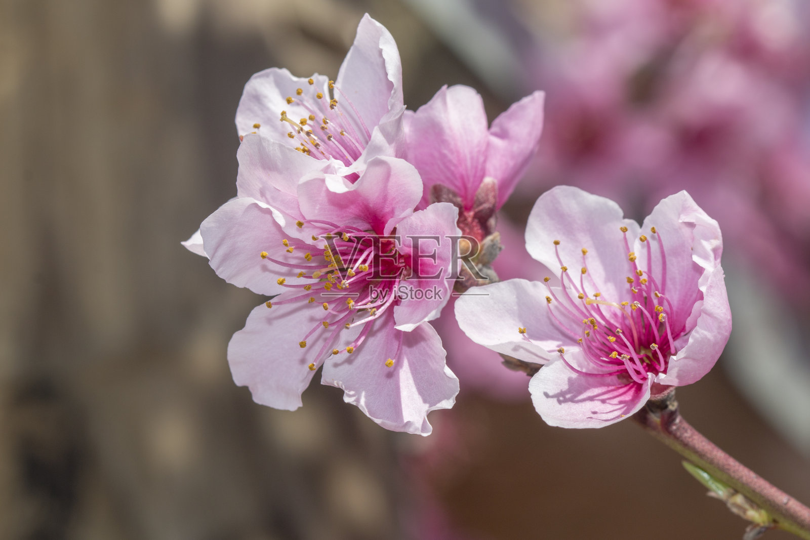桃园里开满了花照片摄影图片
