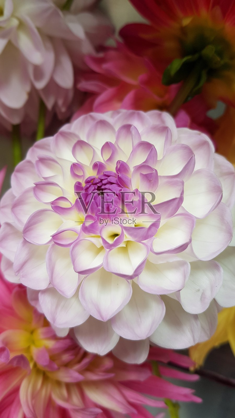 柔和的粉色和白色大丽花的特写照片摄影图片