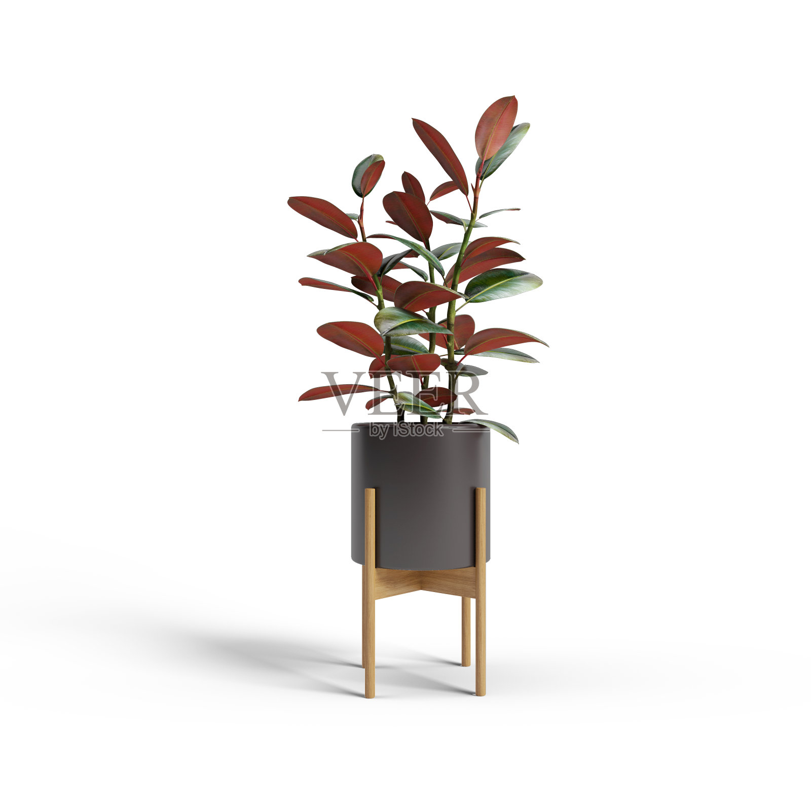 装饰榕树种植白色陶瓷花盆孤立在白色背景。照片摄影图片