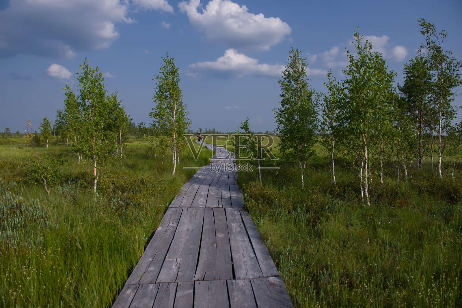 Elninskoe沼泽,白俄罗斯。埃尔宁斯基保护区的景观。一条蜿蜒穿过沼泽的狭窄木路。沿着生态小径漫步，了解一个新的生态系统。swamp-lungs欧洲照片摄影图片