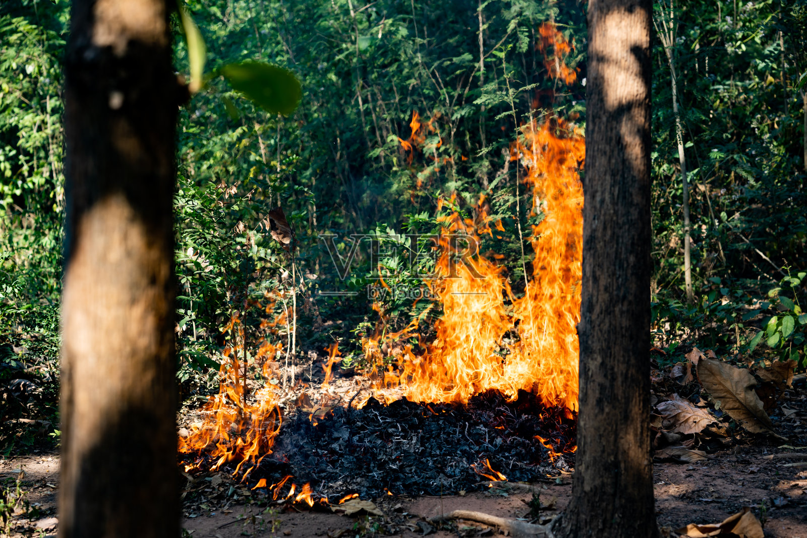 火焰火焰在地上燃烧着树叶照片摄影图片