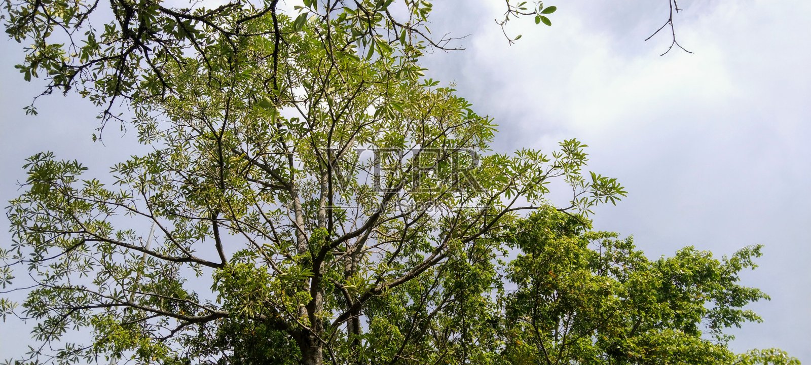 一棵长着厚厚的叶子的大树照片摄影图片