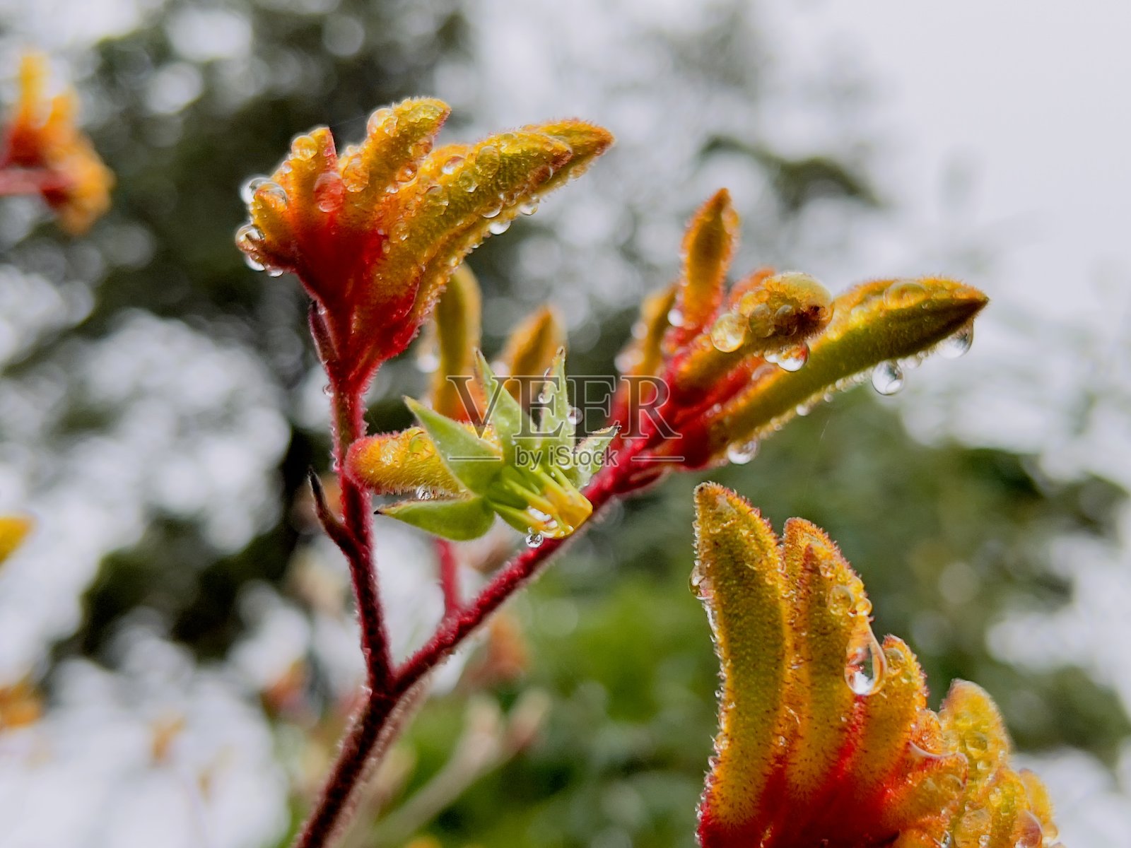 绿色，红色和黄色开花袋鼠爪照片摄影图片