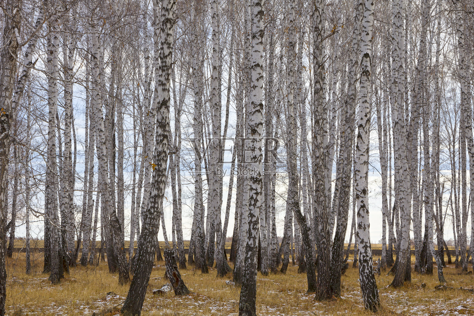 桦树森林。秋天照片摄影图片