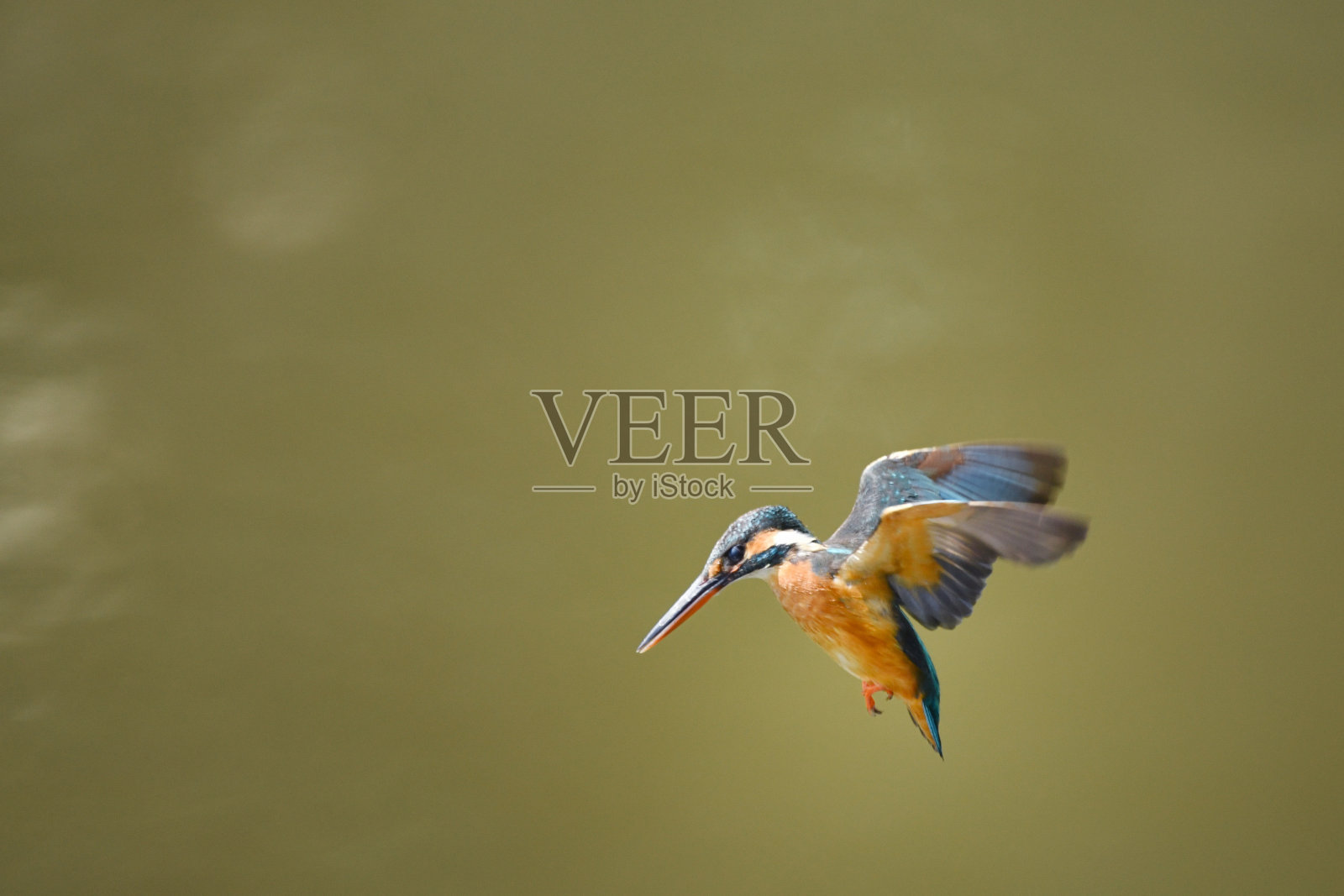 翠鸟徘徊照片摄影图片