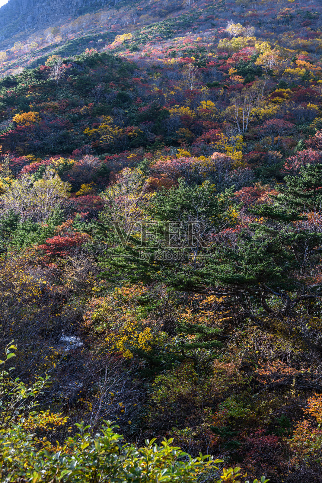 阿达塔拉山古罗根戈雅山小屋附近的秋叶照片摄影图片
