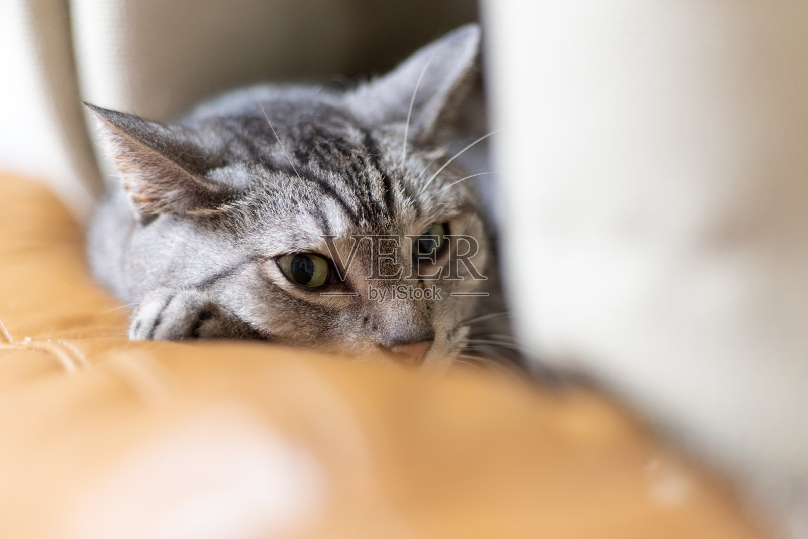 猫照片摄影图片