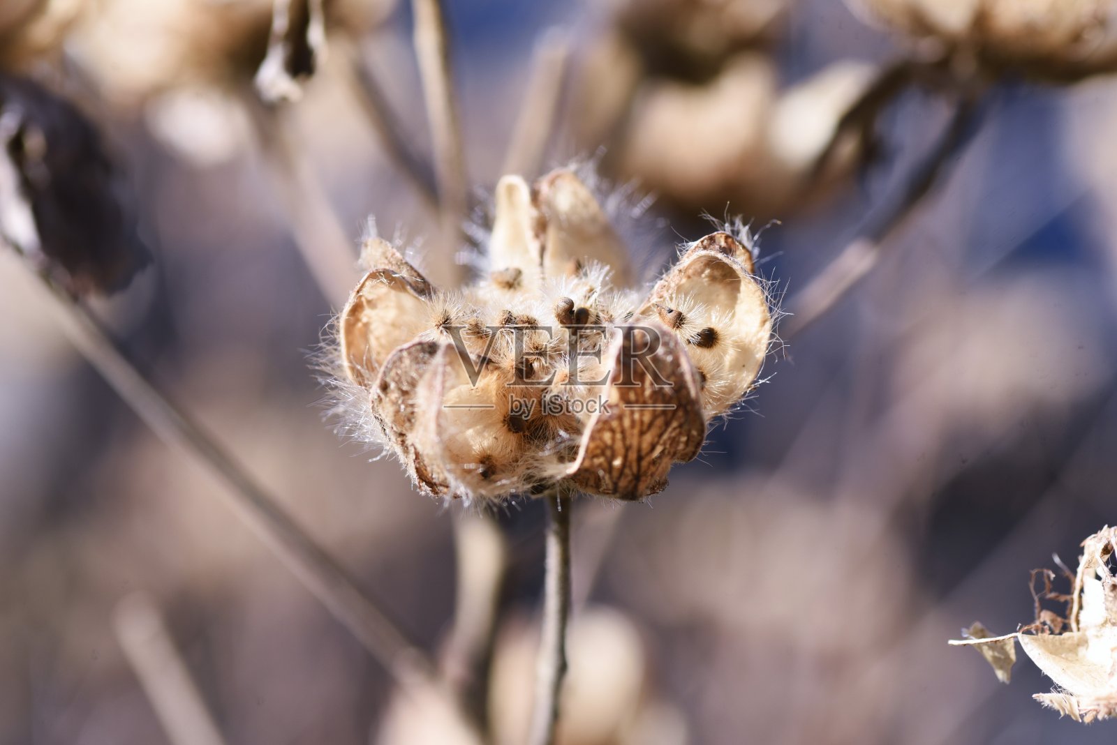 棉花rosemallow种子。照片摄影图片