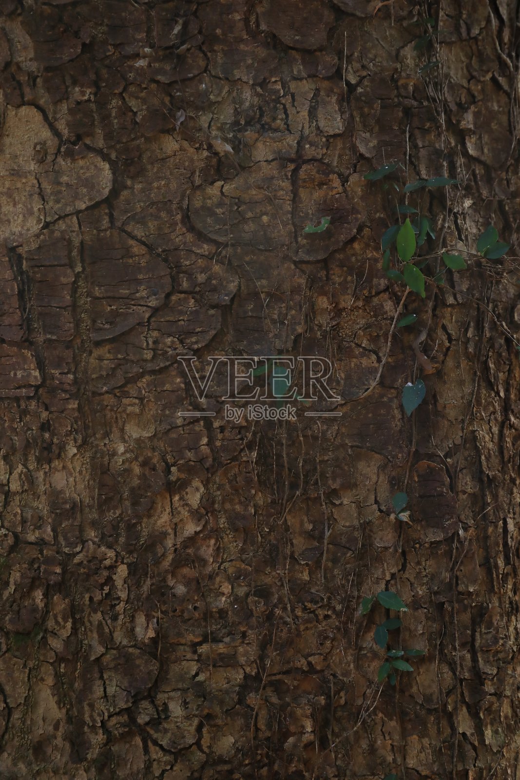 树皮和植物常春藤的特写照片摄影图片