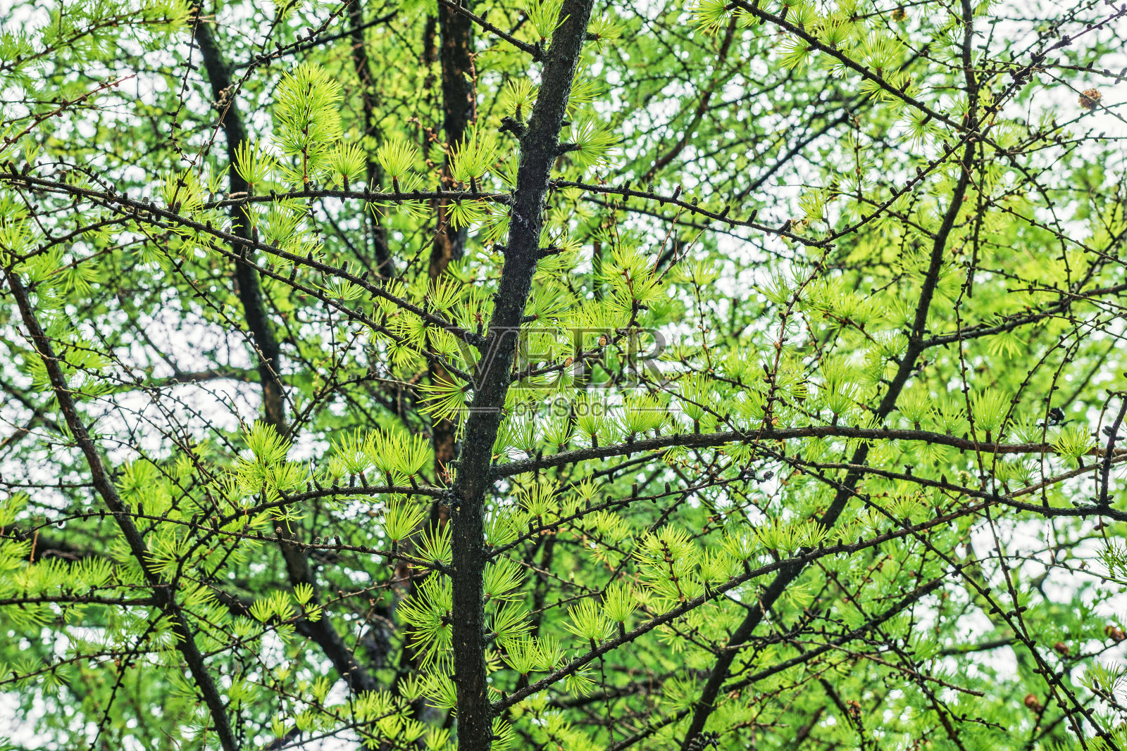 西伯利亚落叶松或西伯利亚落叶松的枝和针照片摄影图片