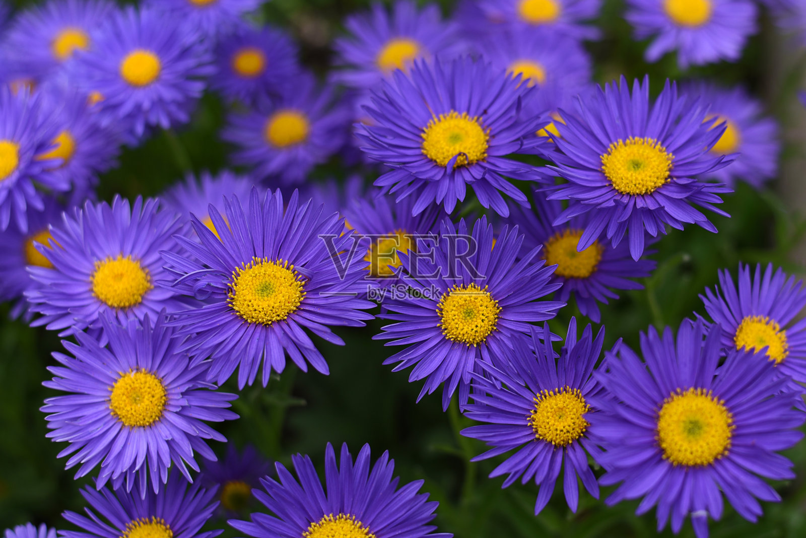 高山紫苑(高山紫苑)或蓝色高山雏菊。带有紫色或紫罗兰色或蓝色花的装饰性花园植物。美丽的石园多年生植物。照片摄影图片