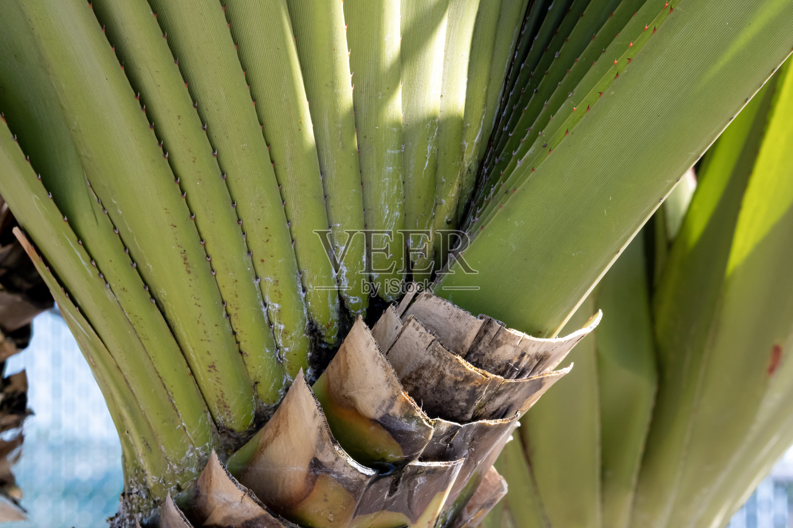 绿色锯齿状分层棕榈叶照片摄影图片