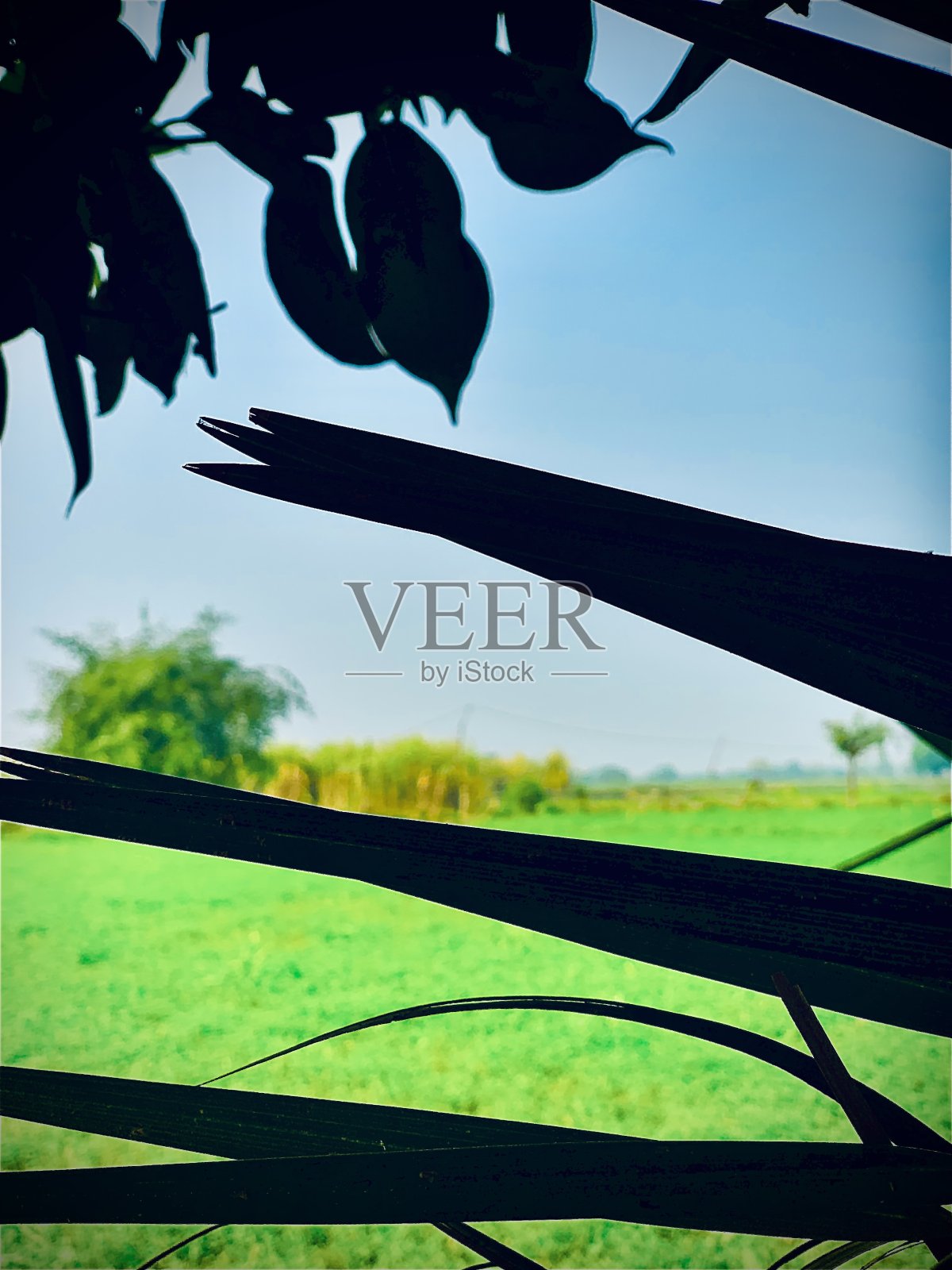 恩典和日期照片摄影图片