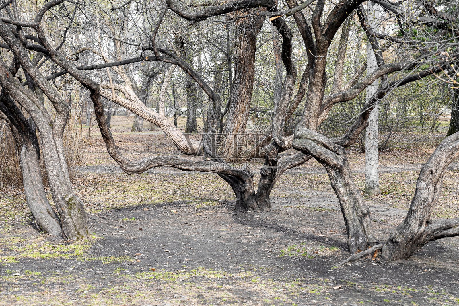 弯弯曲曲的无叶落叶树是在阳光明媚的春日公园里照片摄影图片