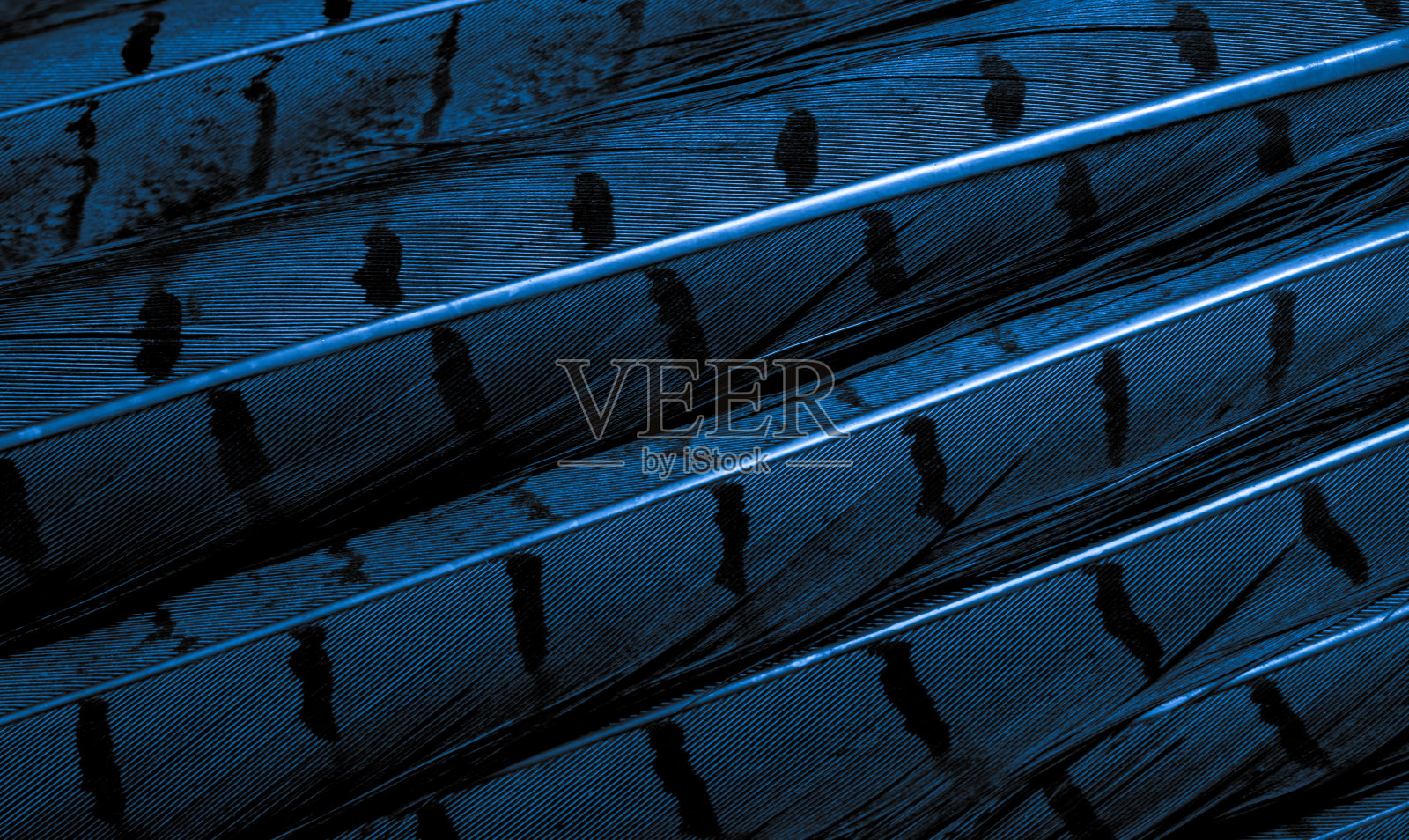 背景与鸟basant羽毛照片摄影图片