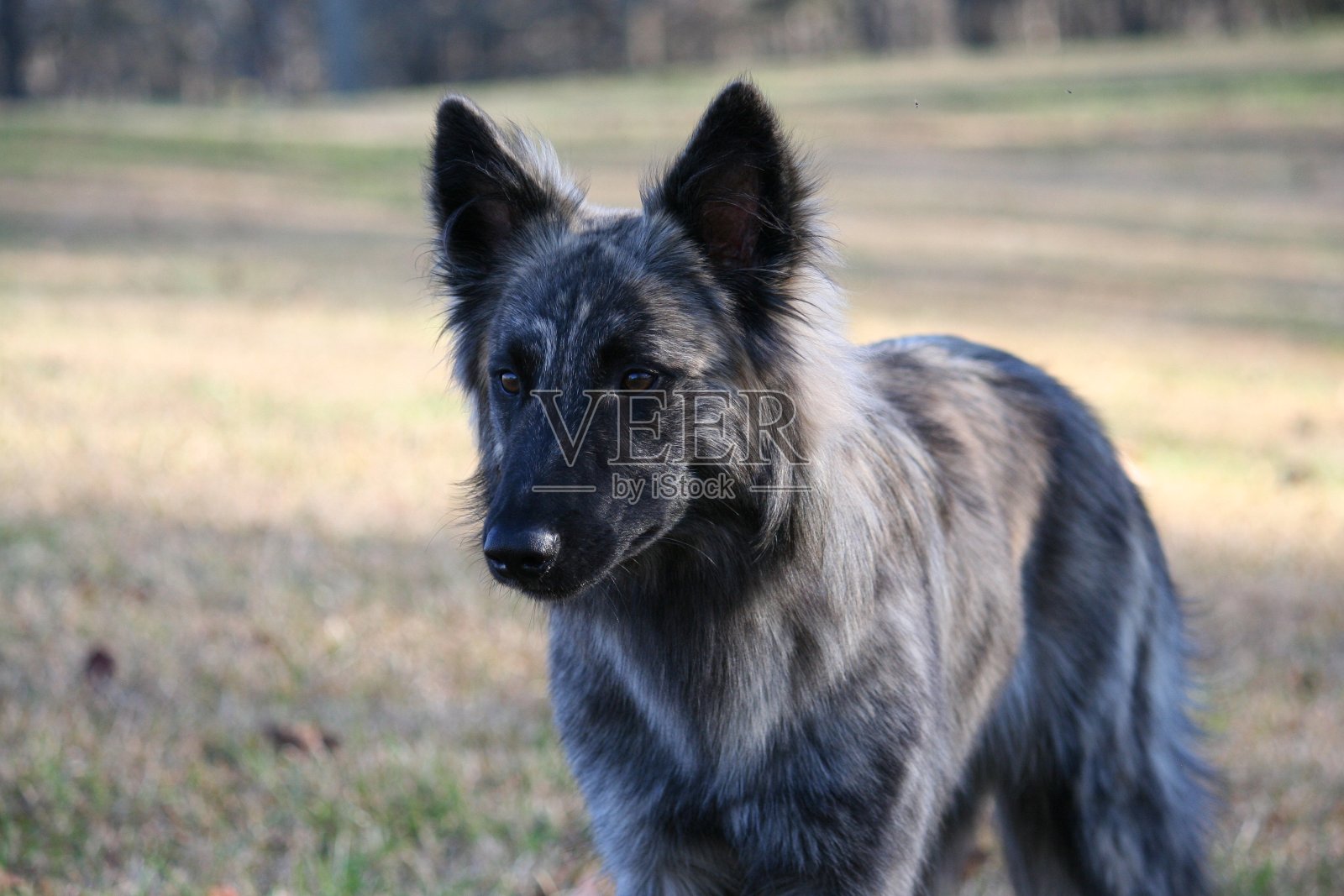 荷兰牧羊犬照片摄影图片