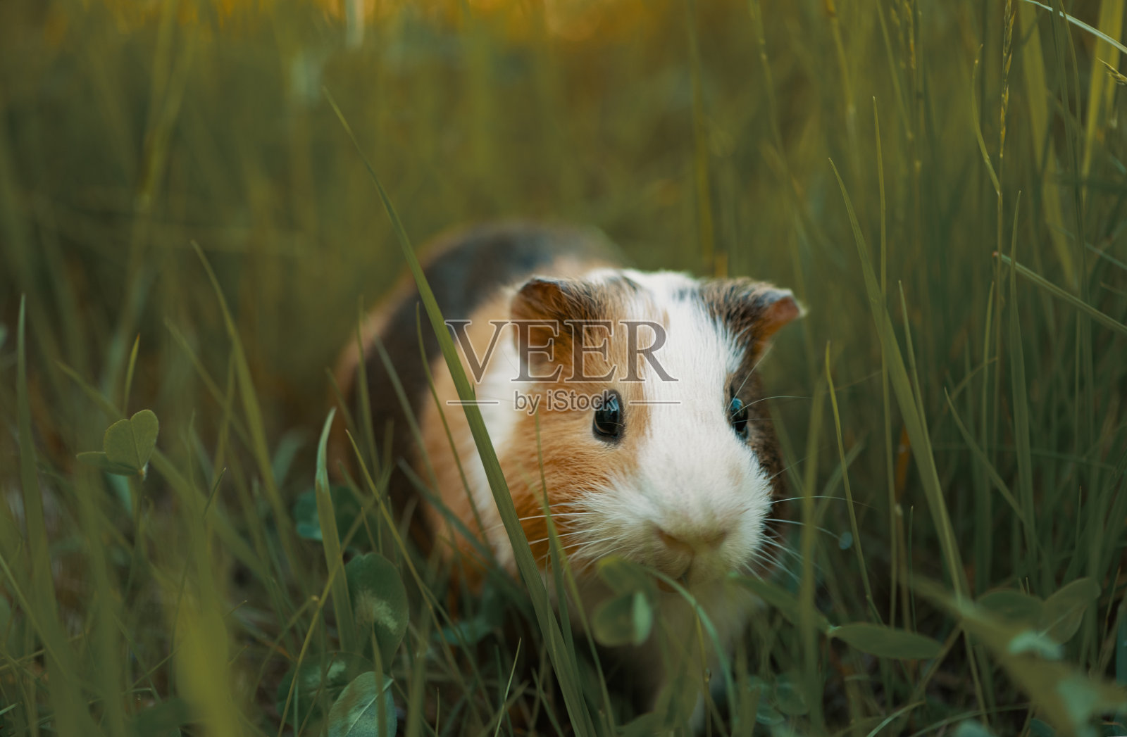 豚鼠站在草地上。照片摄影图片