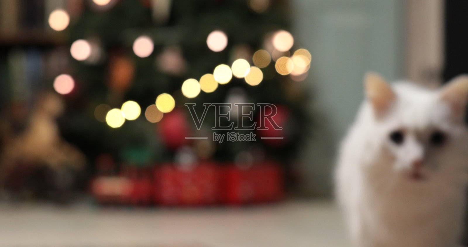 散焦的圣诞彩灯和白猫。假日背景的焦点照片摄影图片