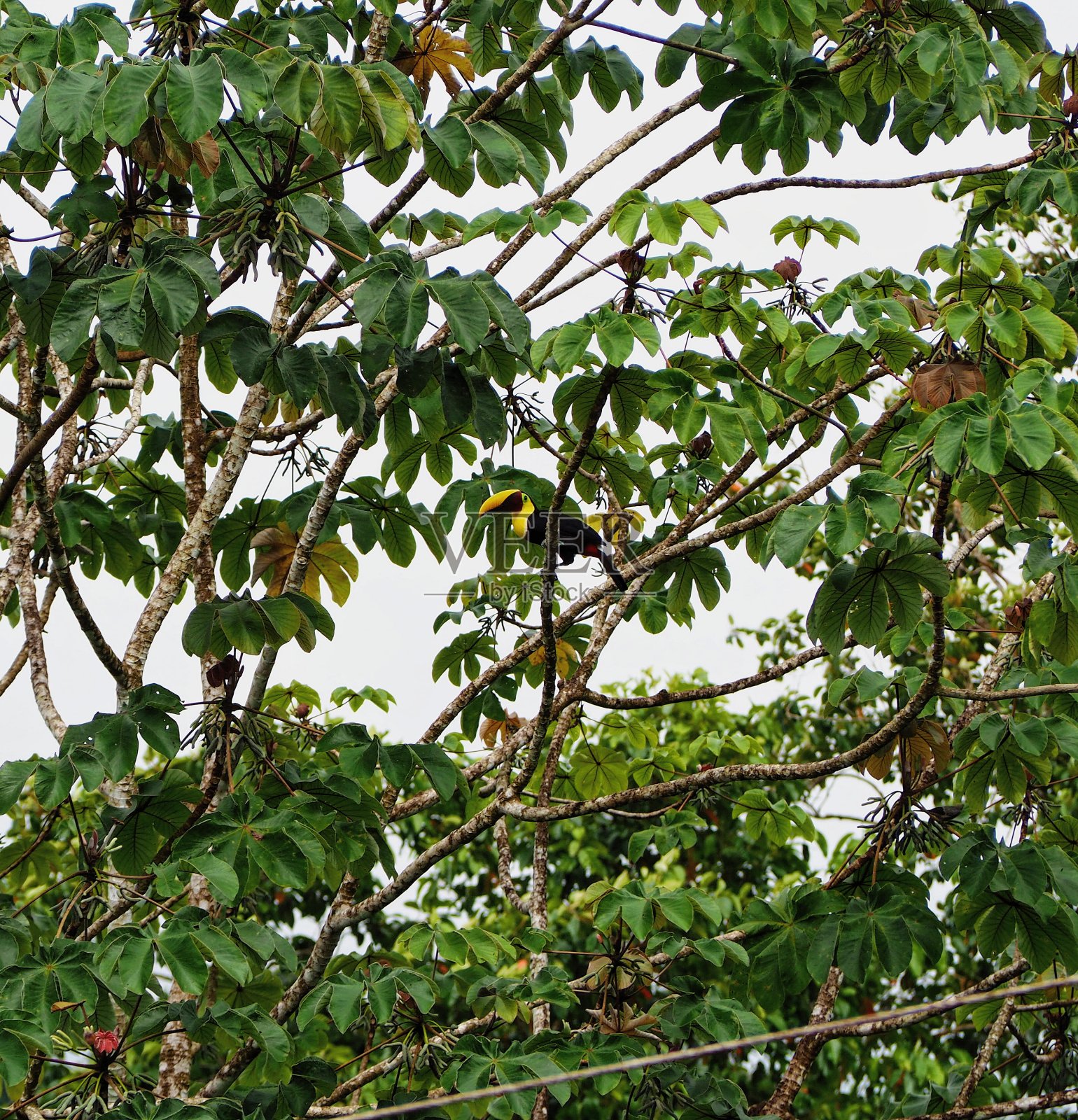 丛林里的野生动物照片摄影图片