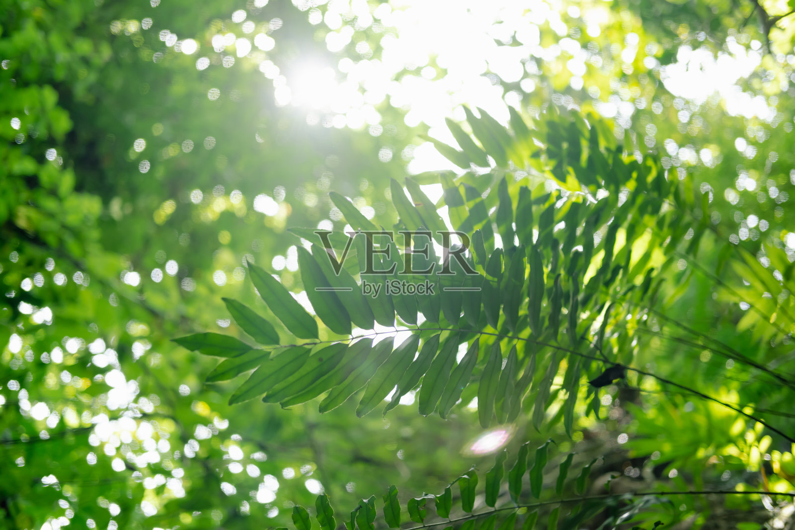 森林里的一棵蕨树。绿色蕨叶的特写。美丽的自然背景。照片摄影图片