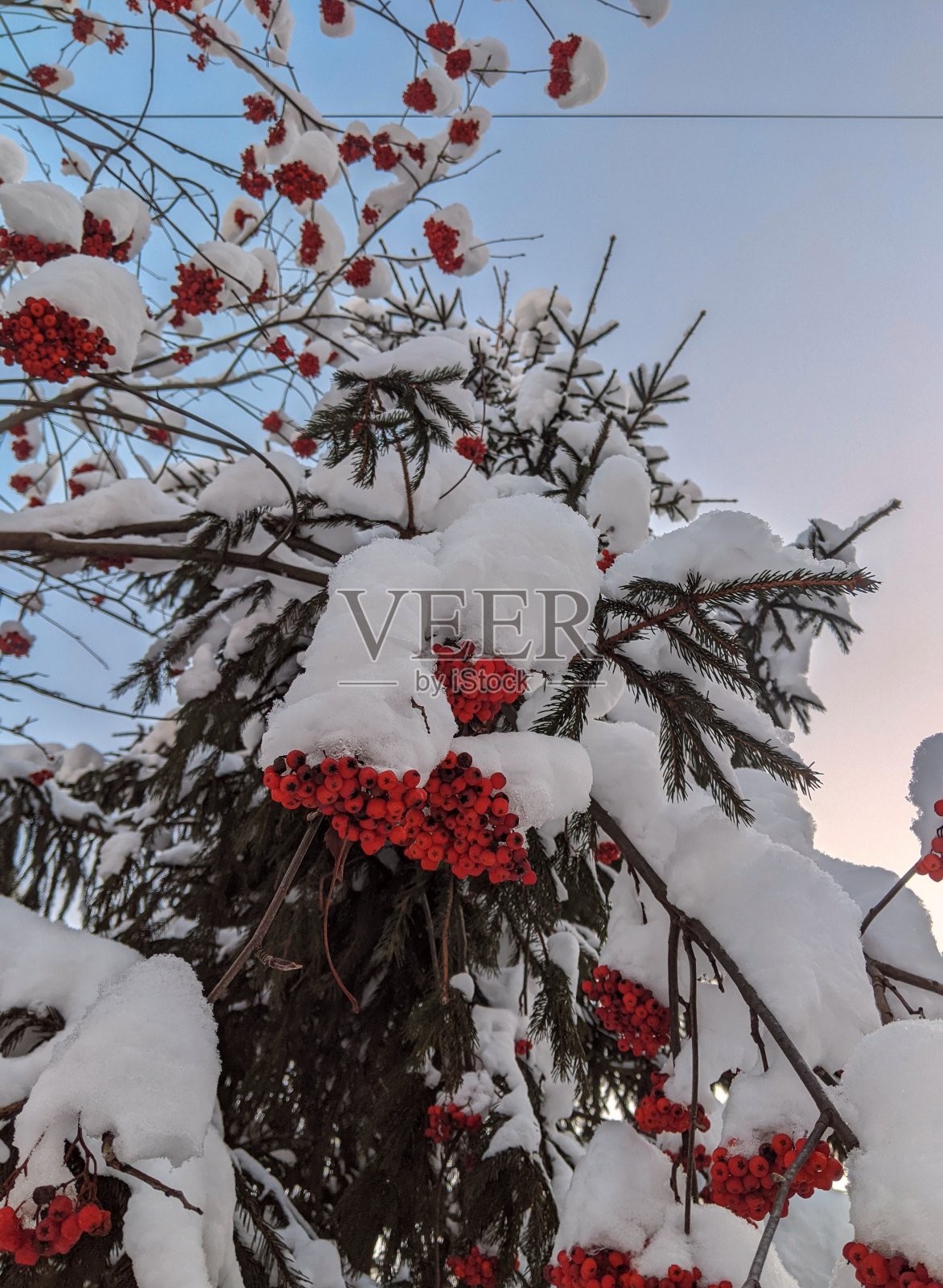 冬天的红花楸。照片摄影图片