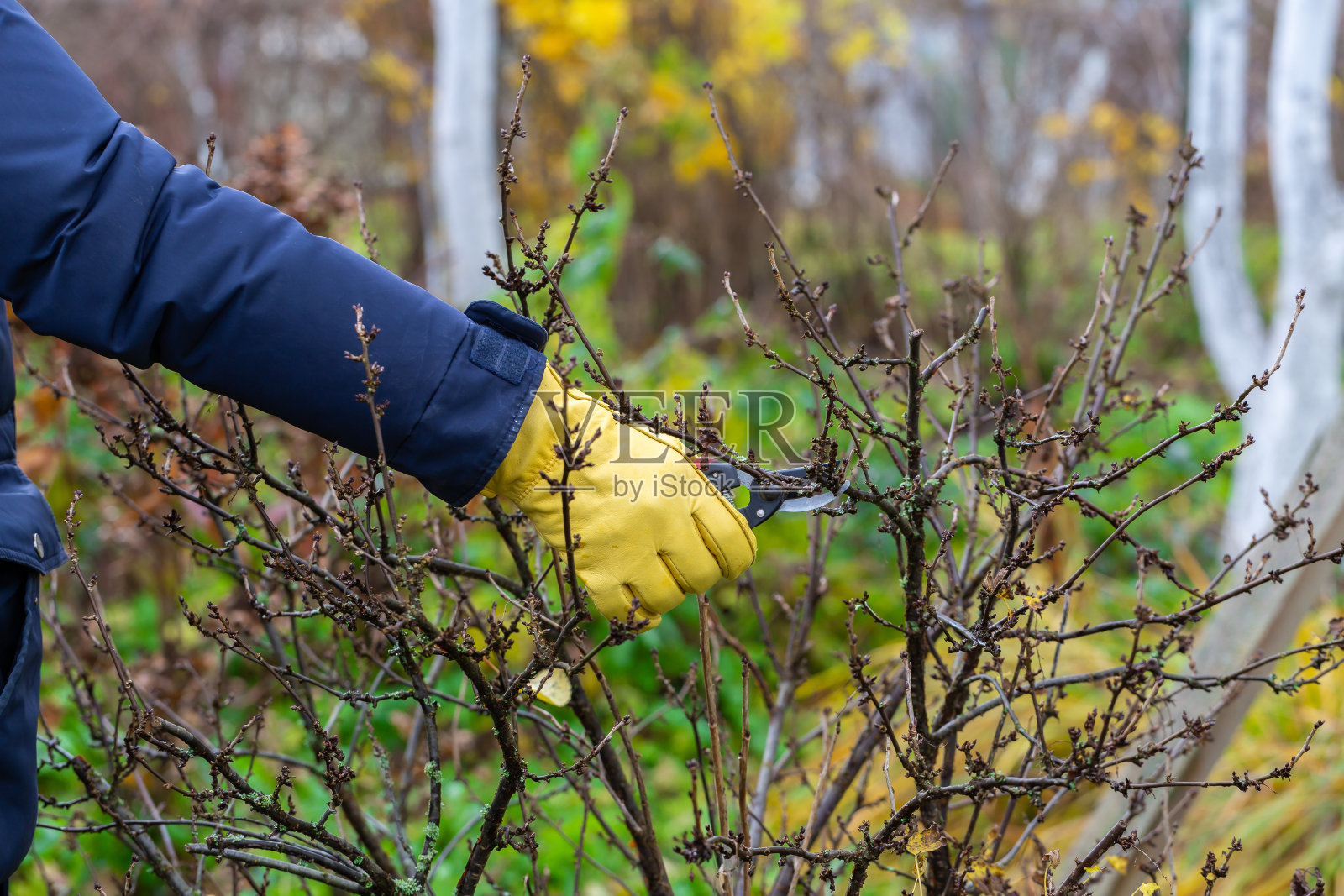 秋天修剪醋栗丛。园丁手中的修枝工。照片摄影图片