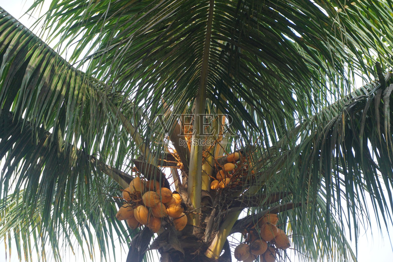 棕榈果照片摄影图片