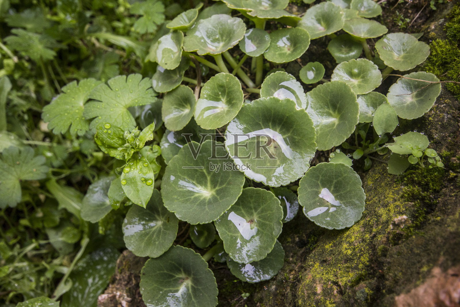 Pamukkale的湿水Pennyworts，积雪草照片摄影图片