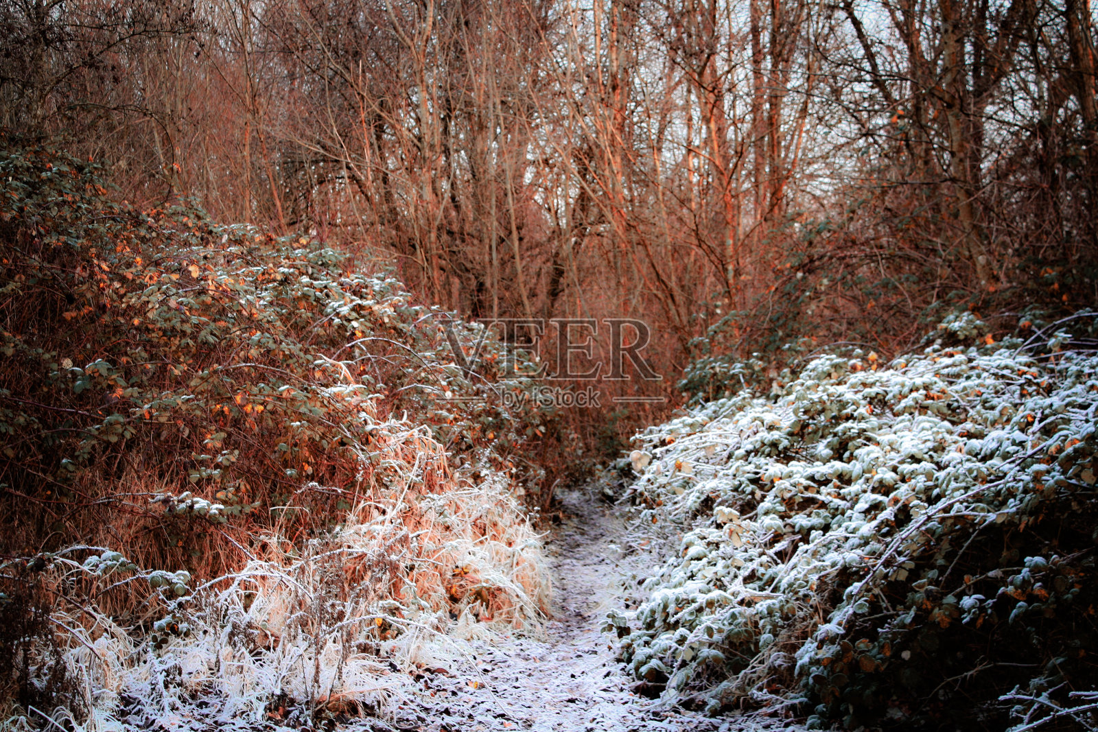 小径在冬天照片摄影图片
